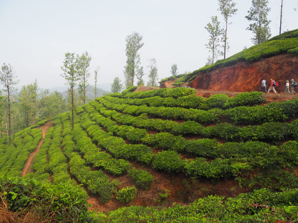 Tea-garden-walk-Wayanad