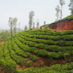 Tea-garden-walk-Wayanad